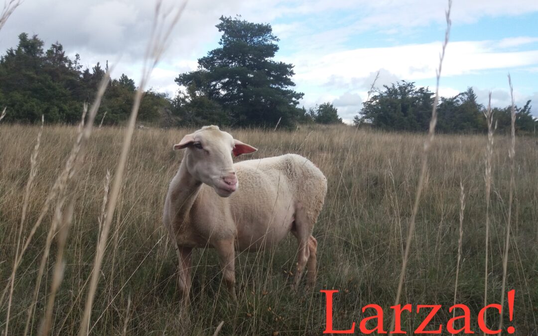 Théâtre : « Larzac » de Philippe Durand